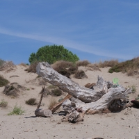 Photo de France - La randonnée de la Tamarissière